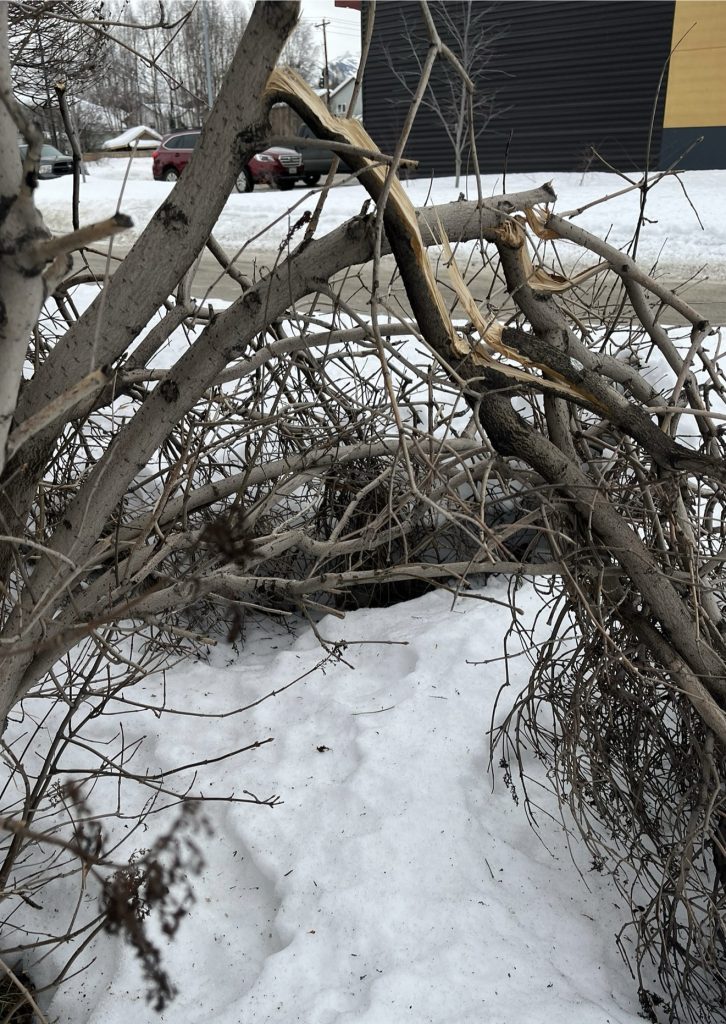 image of lilac shrub with snapped limbs due to snow
