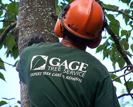 Tree Care