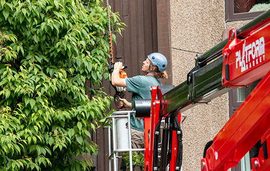 Tree Pruning Alaska