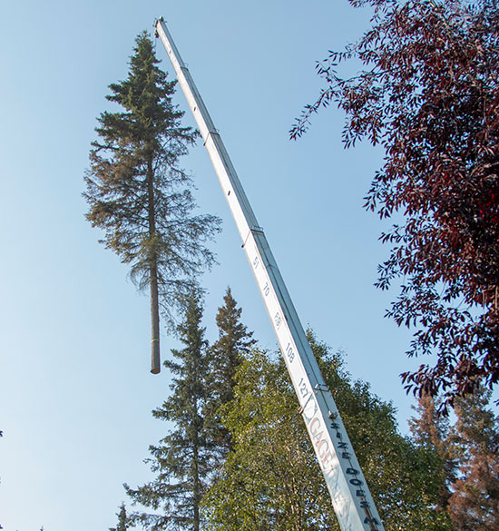 Tree Removal Alaska