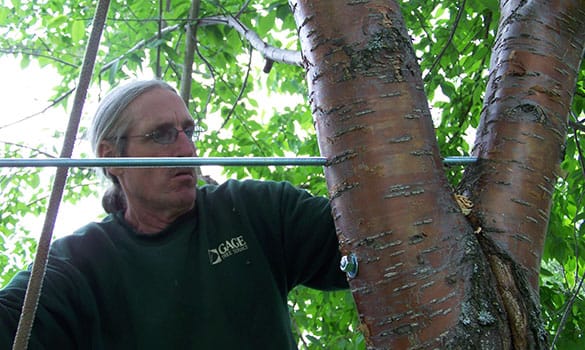 Tree Care Alaska