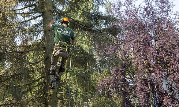 Tree Healthcare Alaska