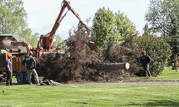 Tree Healthcare Alaska